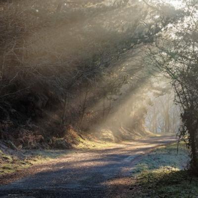 brume matinale