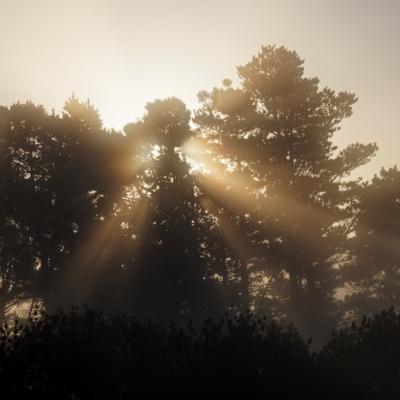 brume matinale
