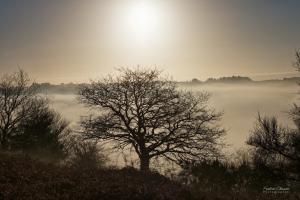 brume matinale