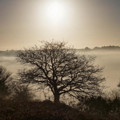 brume matinale
