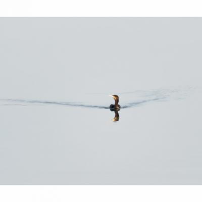cormoran