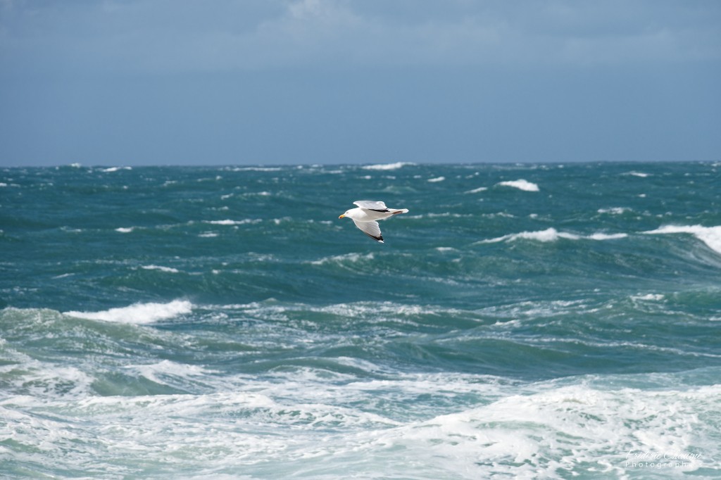 Goéland porté par la tempête - Ploumanac'h