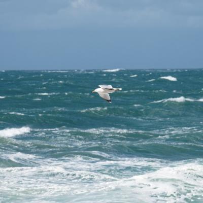 Goéland porté par la tempête - Ploumanac'h