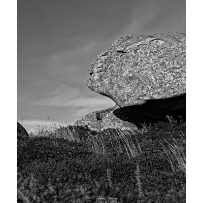 le chat