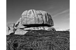 le champignon