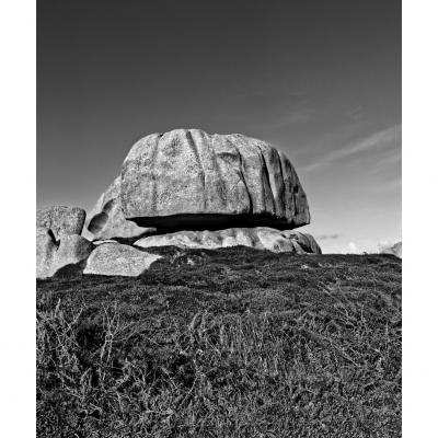 le champignon